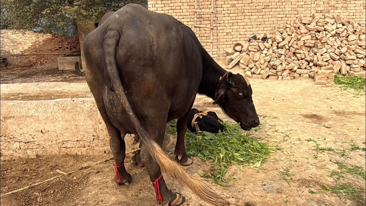 Beautiful Neeli Ka First Timer Brand 03456414876 December 22, 2025