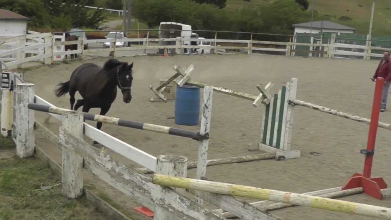 Free Jumping Horses: Catero