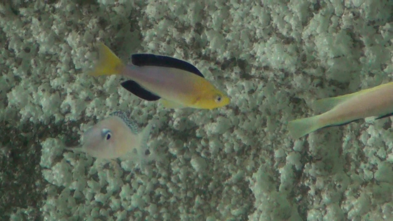 Cyprichromis Leptosoma Yellow Head Kekese AQUA LAB