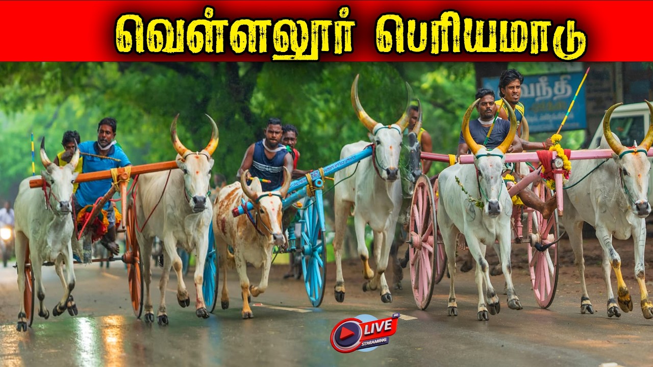 ⭕LIVE|பெரியமாடு வெள்ளலூர் 30,001ஆயிரம் யாருக்கு?? நேரலை