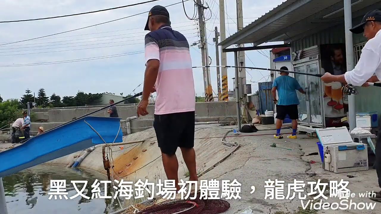 黑又紅海釣場初體驗，目標魚龍虎斑，個人1竿47斤，不錯釣的海釣場