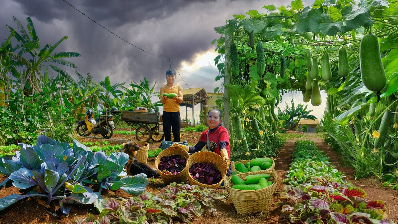 Harvest Winter Melon And Red Amaranth Goes To Market Sell – Eat With My Brother, Remove Eggplant