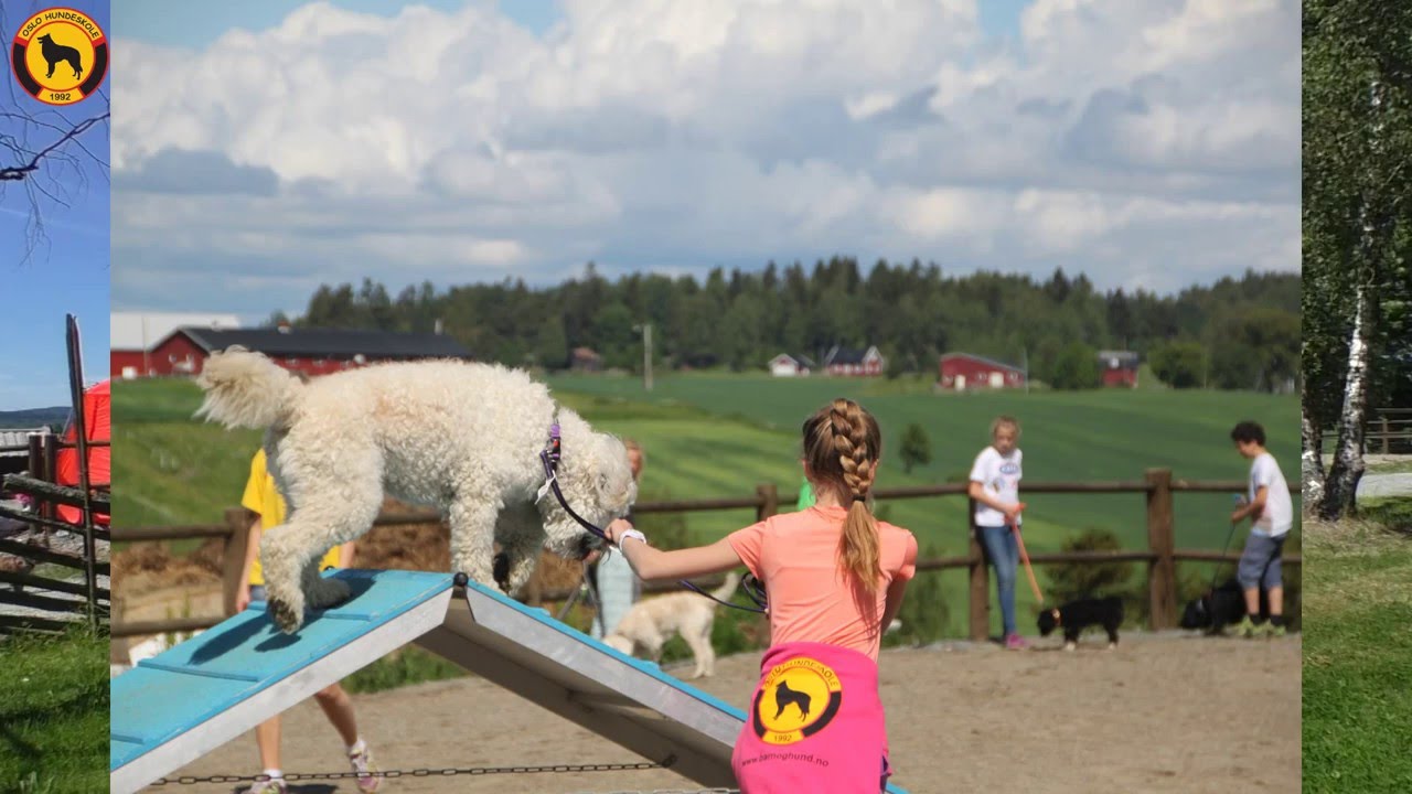 Intervju med Tanja - Barn & hund leir