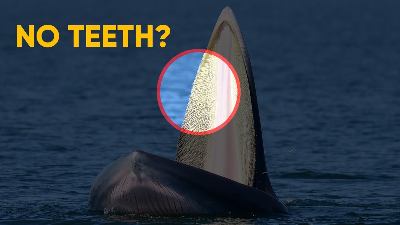 12 Fascinating Facts about Blue Whales