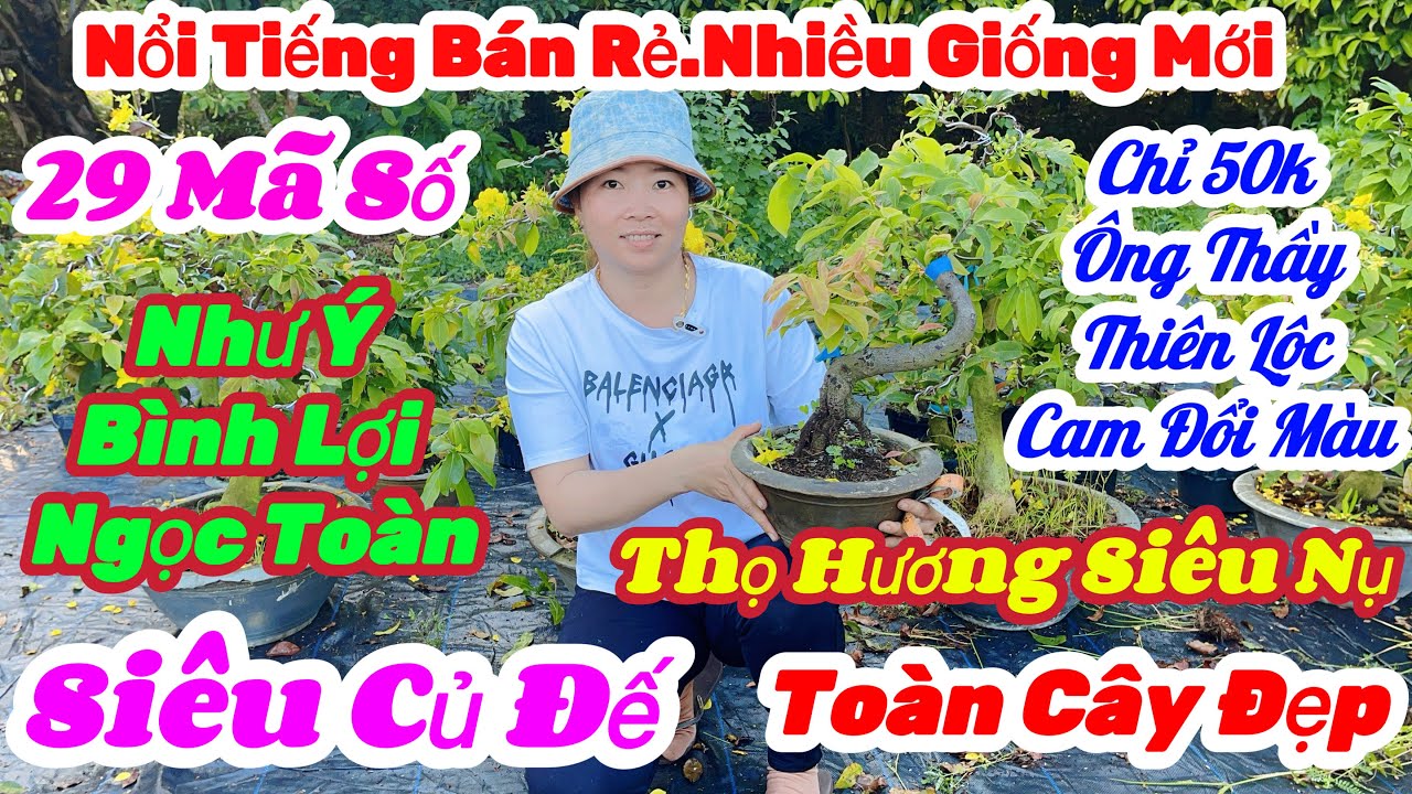 🌼2/3☎️0365 938 100👉Duyên🌲Mai Vàng Giá Rẻ🌲Chỉ 50k Nhiều Giống Mới Đế Nôm🌲29 Mã Số Toàn Cây Đẹp Cực Rẻ