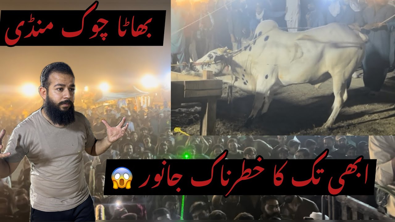 Dangerous Cow Of 2025 Bakra Eid