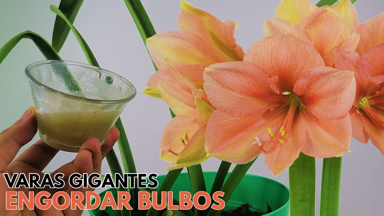 гиппеаструмы гигантские палочки и луковицы на откорме