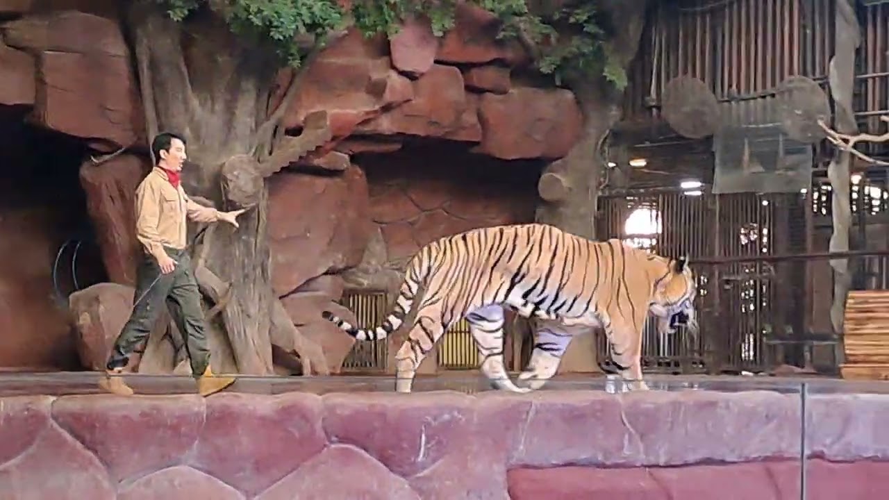 BERUANG MENARI DAN BERMAIN HOLAHOP DI #ZOO #ANIMALS #kebunbinatang #liburan #china