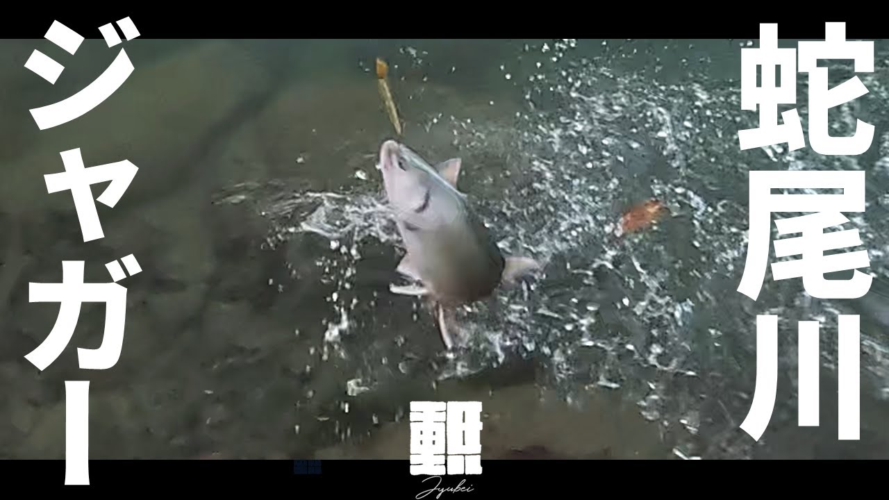 エリアミノーイングのススメ。ジャガートラウトがミノーに踊り狂う。蛇尾川フィッシングパーク#fishing #釣り #エリアトラウト