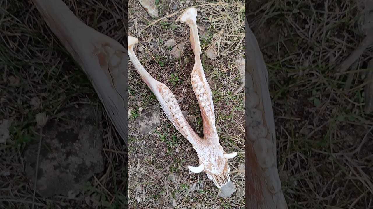 Domuz Dişi #domuz #domuzavi #vahşiyaşam #kemik #pig #pighunt #savana #kalahari