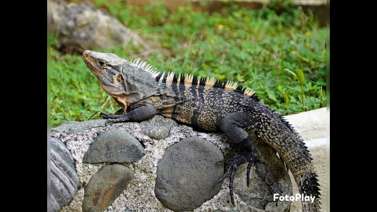 Costa Rica 11/ 2021