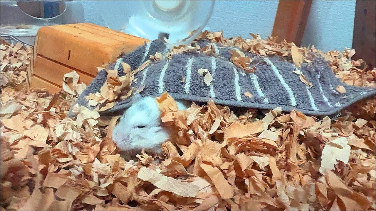 【ハムスター】引きこもっているジャンガリアンハムスター【4K】A reclusive Djungarian hamster