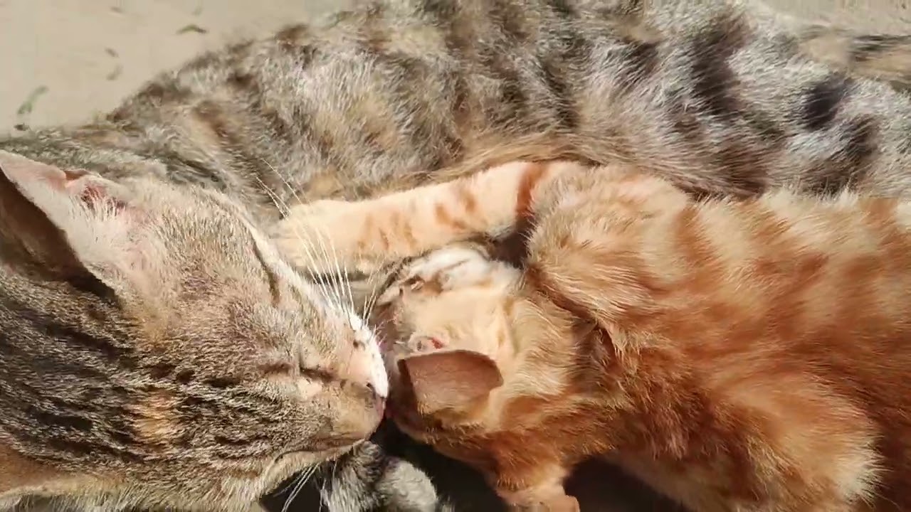 Wherever the cat goes, it keeps its kitten with it. Mother and son's love. #vlog#trend#viral