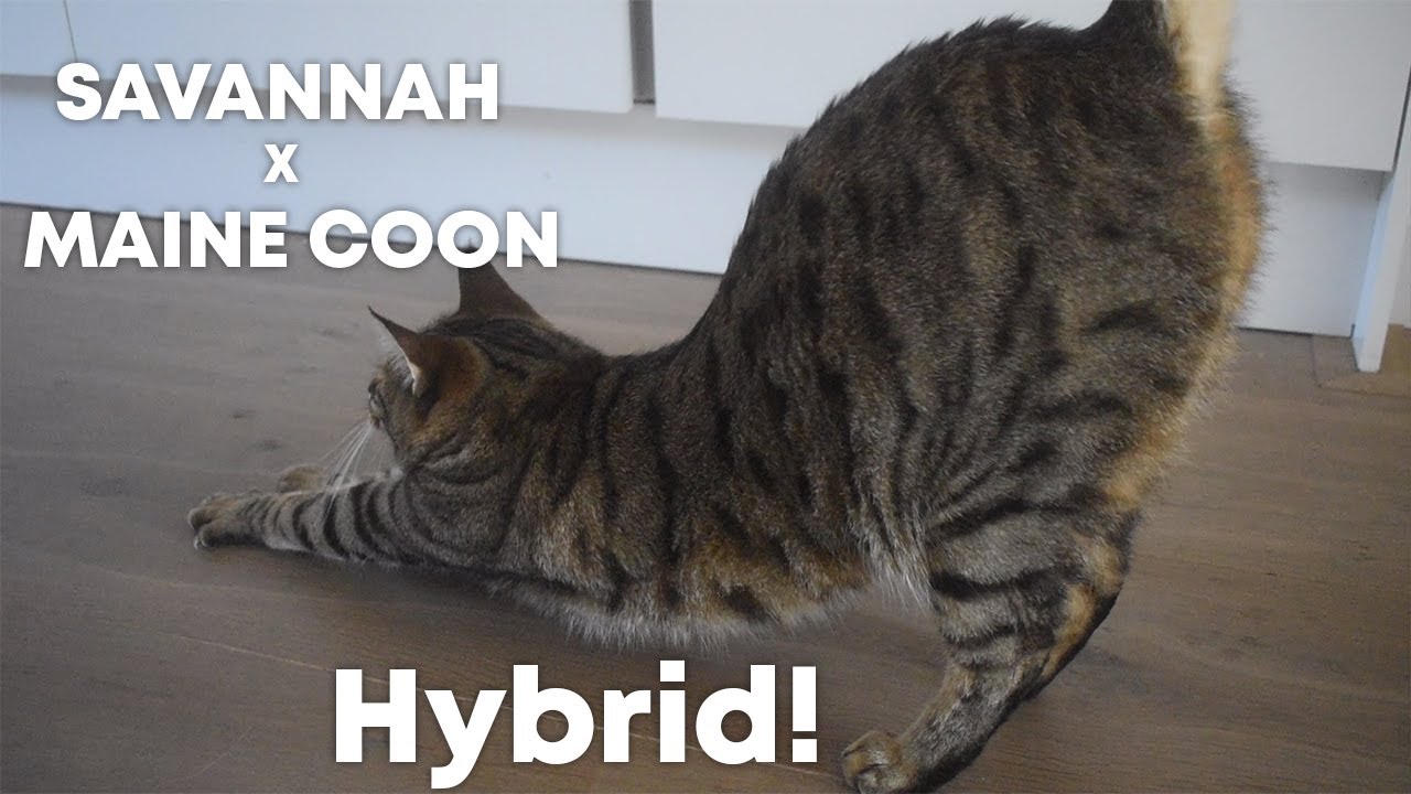 Maine coon x Savannah F3 HYBRID!