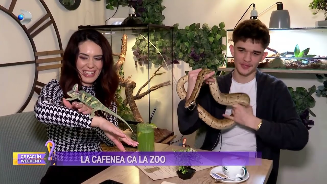 Ce faci in weekend? - La cafenea ca la zoo! | Stirile Kanal D