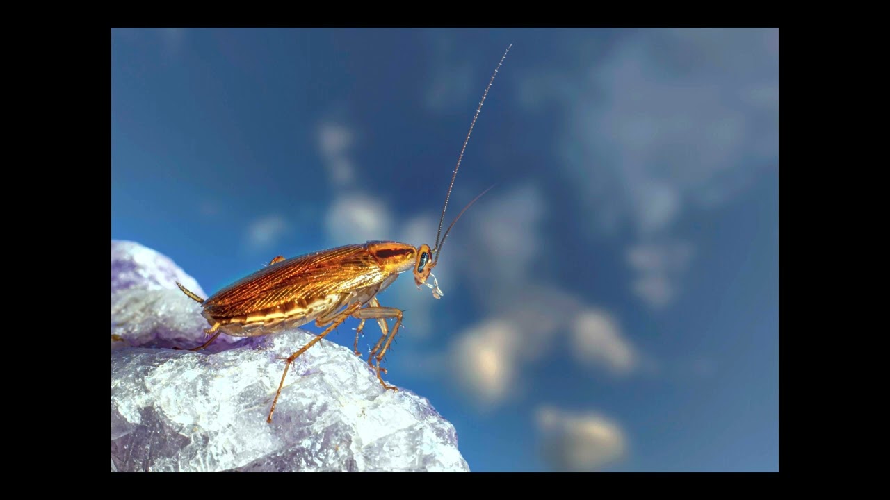 Cricket Sounds: 1 Hour of full hd