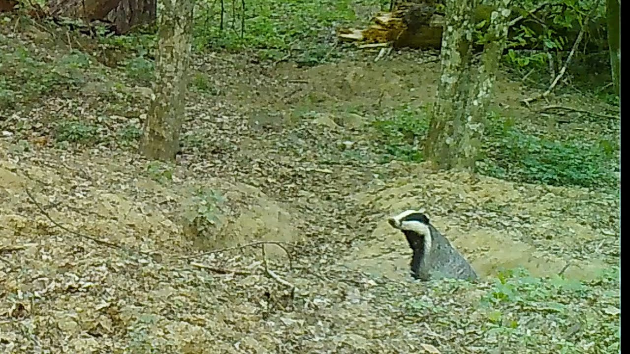 Badger cleans its nest – then the pups appear! | Białowieża Forest