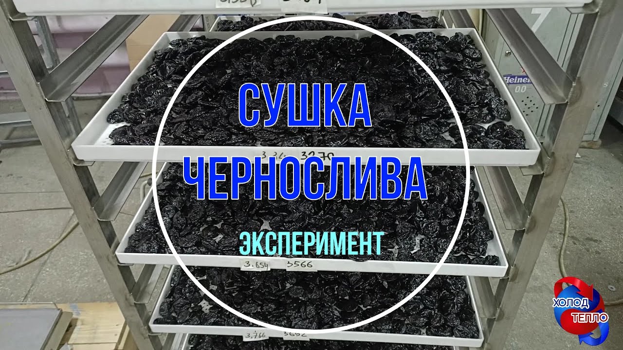 Камера сушки чернослива. Сушим чернослив и рассказываем про динамику сушки с параметрами.