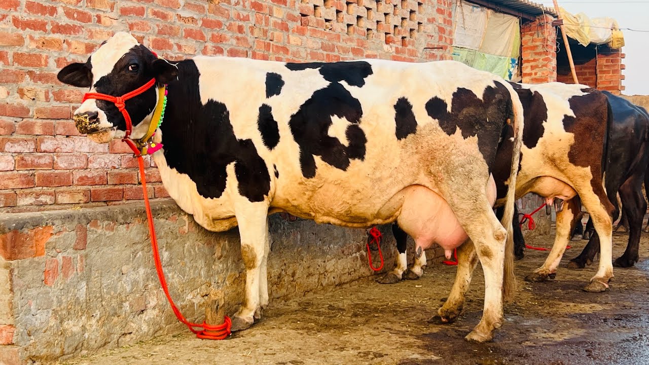 ਹਰਪ੍ਰੀਤ ਕੋਲ 4 ਪਸ਼ੂ ਵਿਕਾਊ 2 ਵਹਿੜਾ 2 ਮੱਝਾ ਮੁੱਲ ਬਿਲਕੁਲ ਜ਼ਾਇਜ ਪਿੰਡ ਨਾਰਲੀ ਤਰਨਤਾਰਨ 