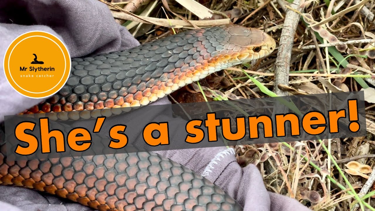 A stunning example of a Lowland Copperhead, from Botanic Ridge.