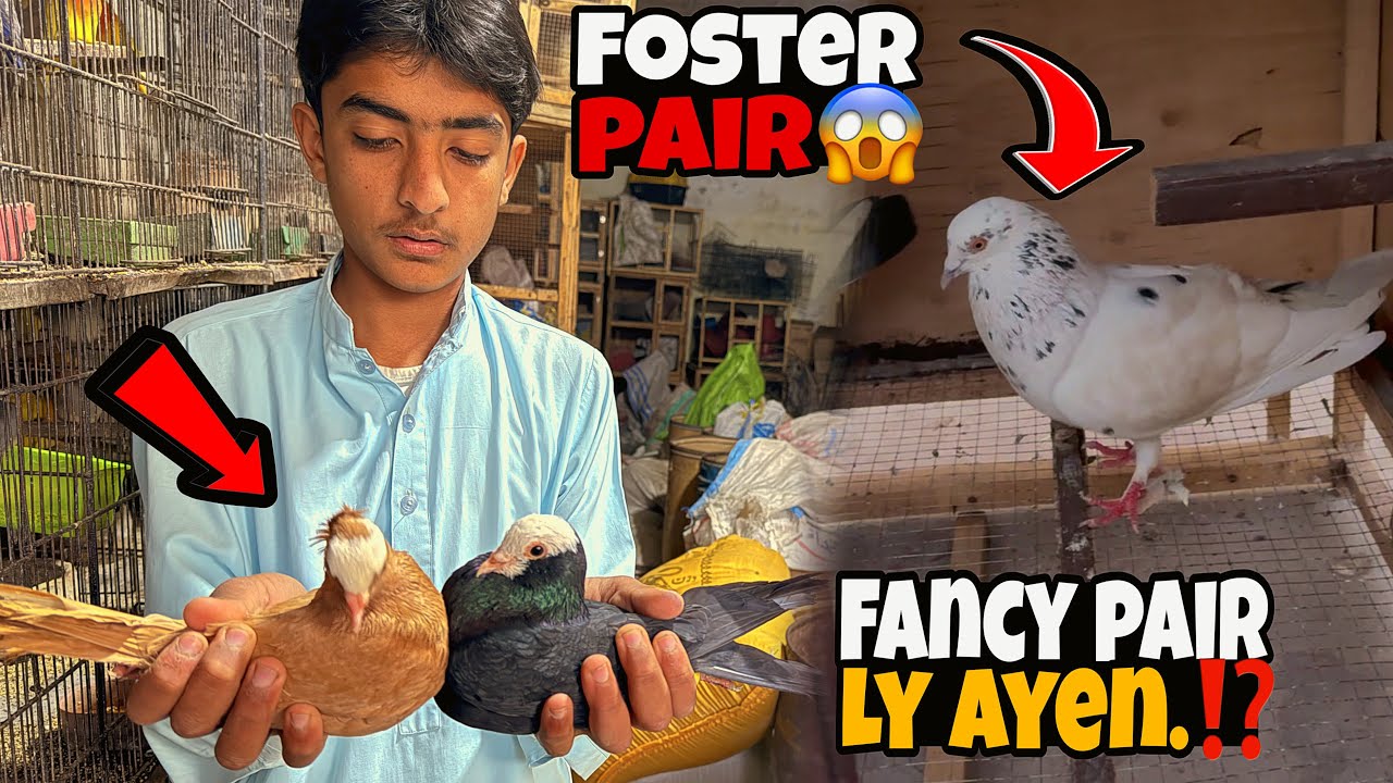 FINALLY ‼️ Foster Pair Ly Aye🤩 Aseel Hy Ya Pati Wala.?? | Just Huzaifa Khan | 