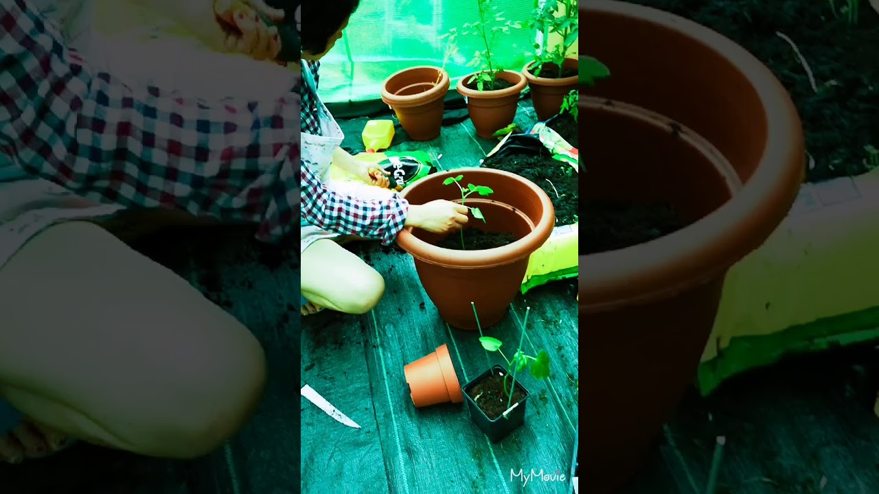 REPOTTING MY OKRA