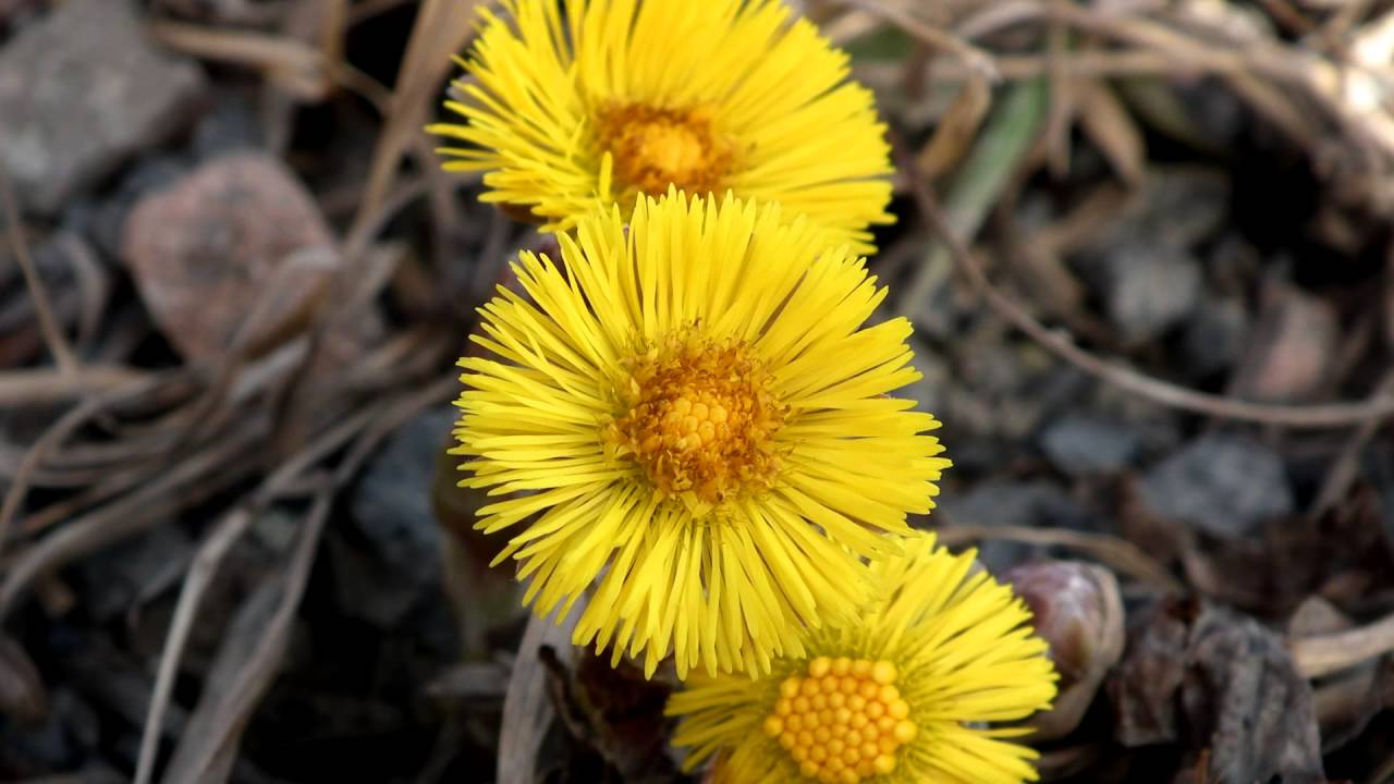 ANNE MARIE KVIEN  - Jeg vil gi deg av de blomster