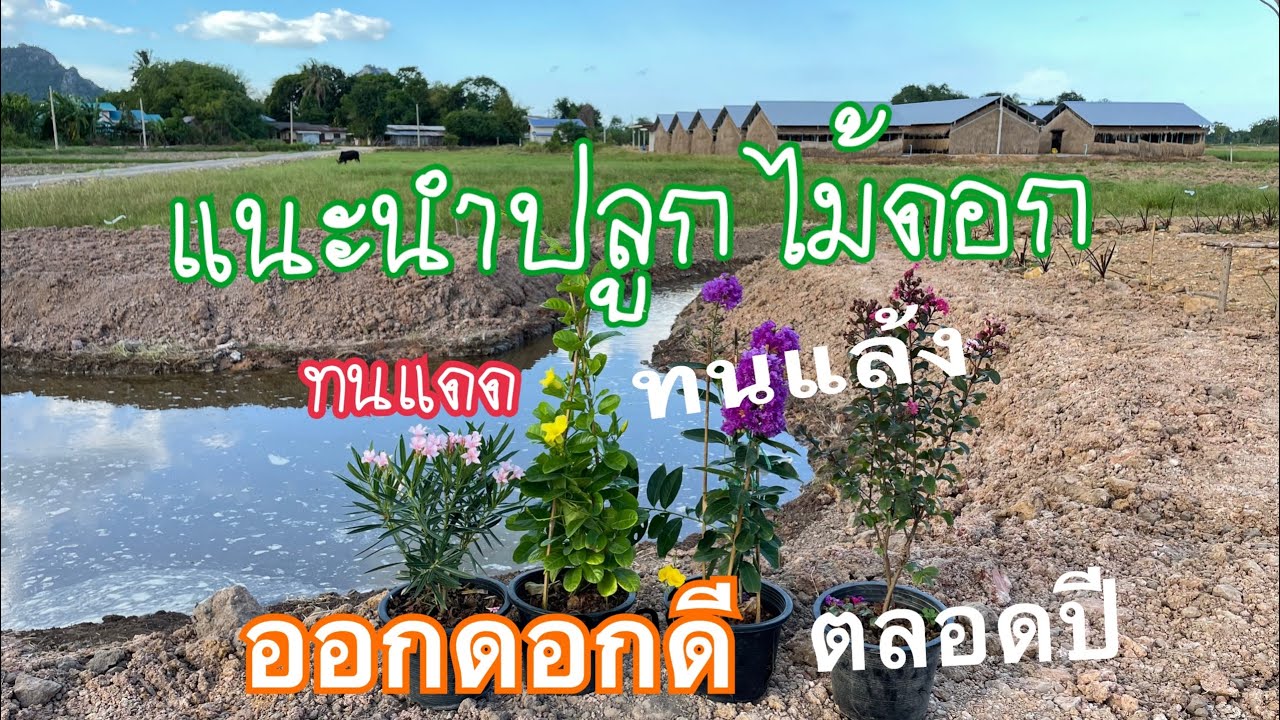 แนะนำปลูกไม้ดอกทนแดด ทนแล้ง ดอกเยอะตลอดปี