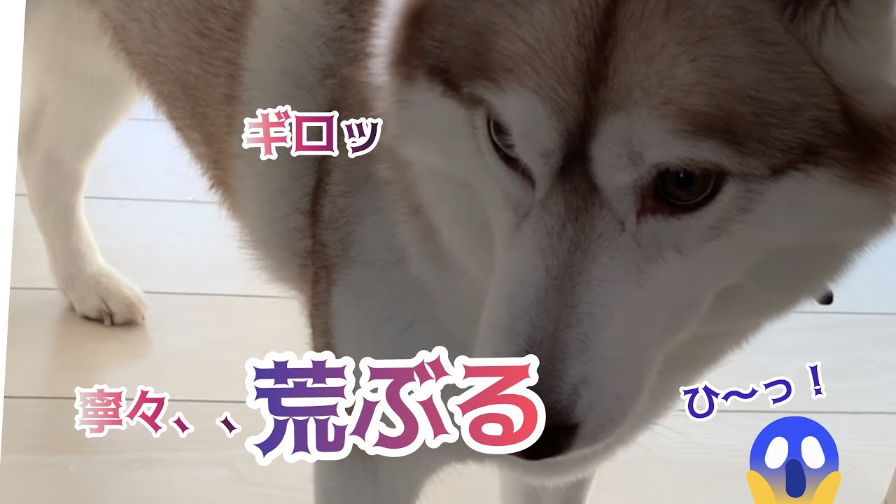 【恐怖⁉︎】【観覧注意】犬凶暴 野生に目覚めた ハスキー犬  、、、その娘 凶暴 につき、、、wガウガウ犬・ガルガル犬　Angry dog