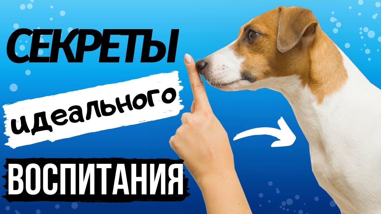 КАК ВОСПИТАТЬ ИДЕАЛЬНУЮ СОБАКУ? | Советы начинающим собаководам