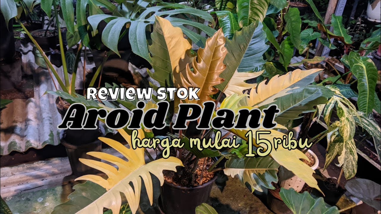 LANJUT REVIEW TANAMAN‼️