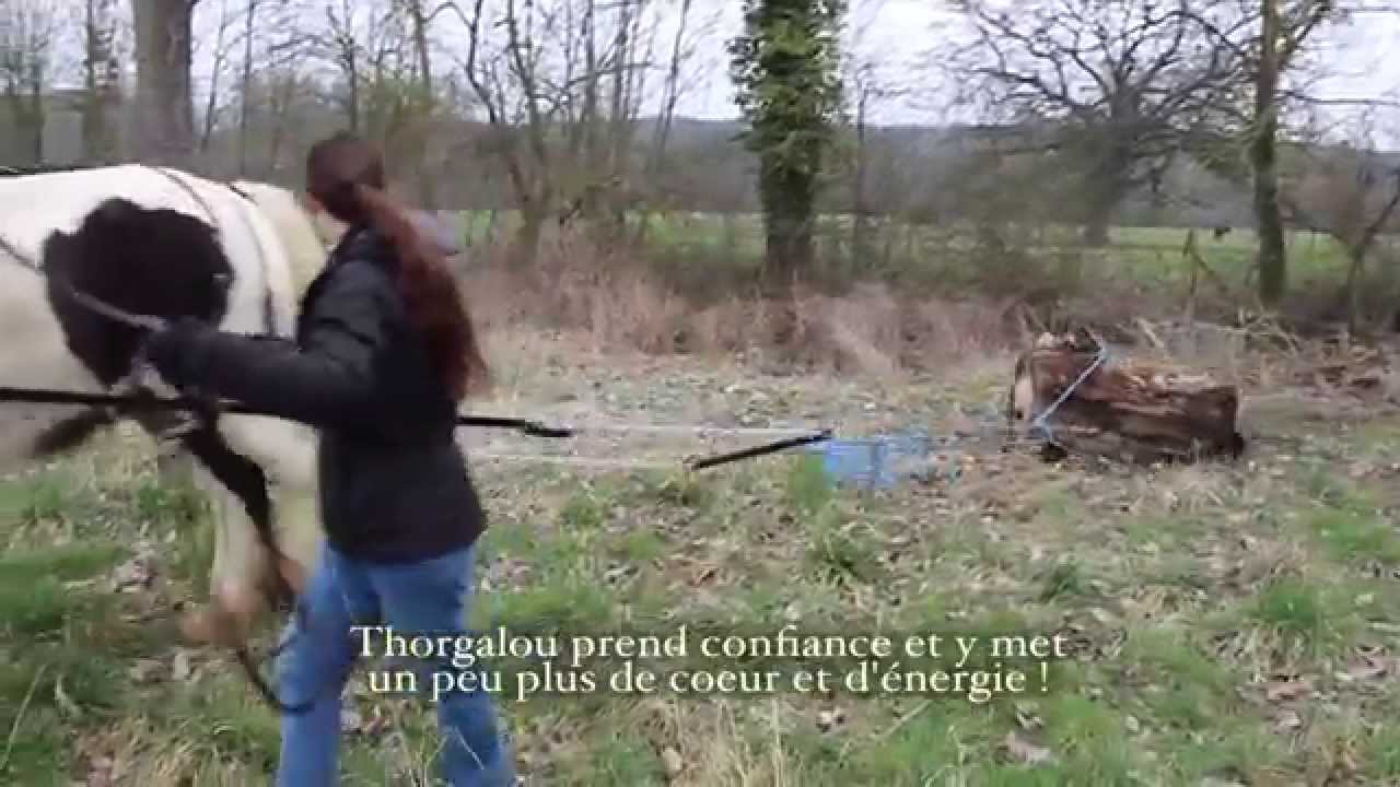 Nos premiers exercices de débardage