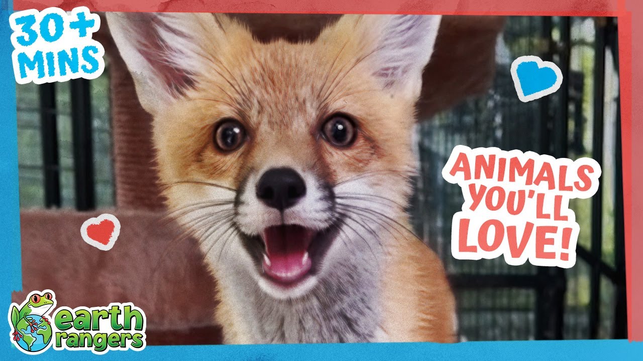 Foxes, Eagles, Polar Bears + more! | 30min+ of Amazing Animal Stories | Earth Rangers