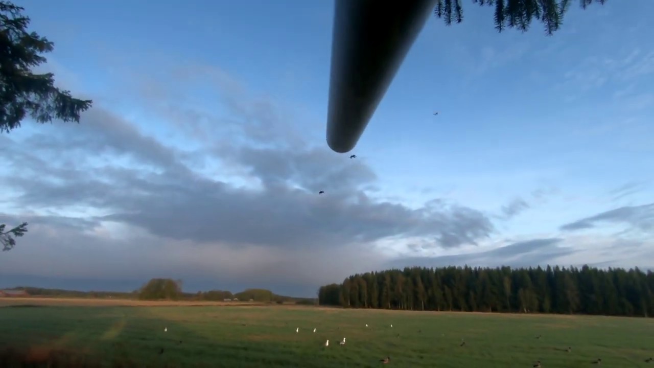 Variksen metsästys 2019 / Kråkjakt 2019