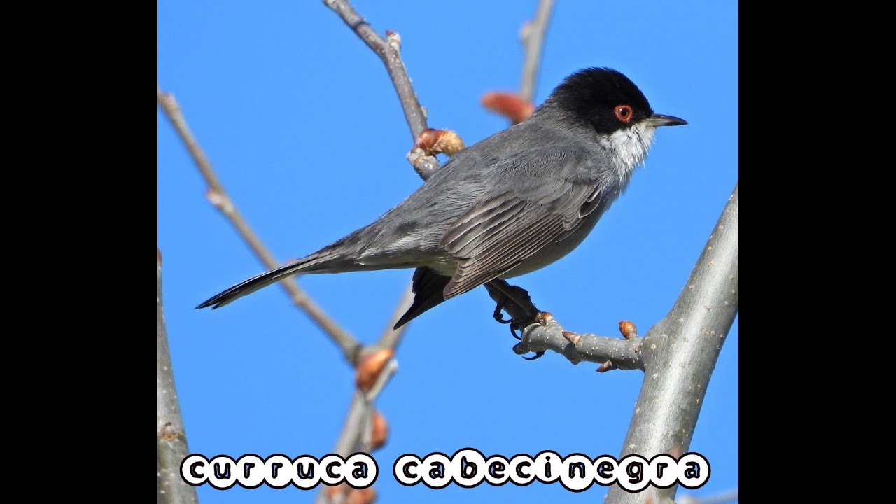 Curruca cabecinegra