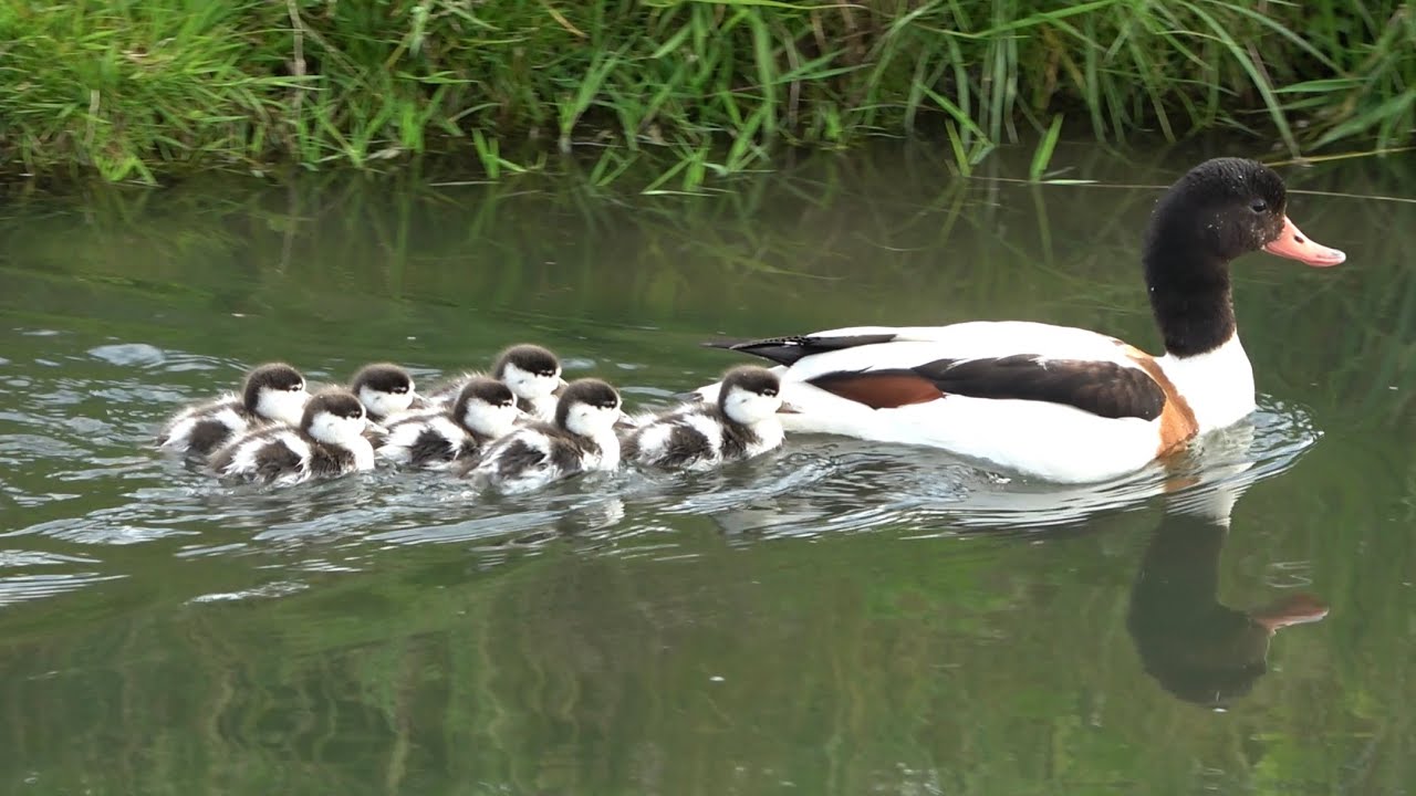 Common Shelducks with ducklings, Birds of the Netherlands
