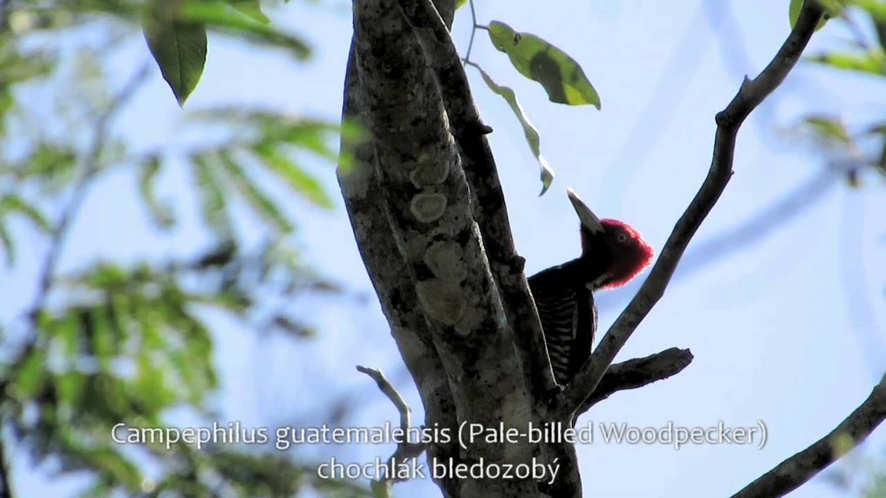 2013 Birding Yucatan Peninsula