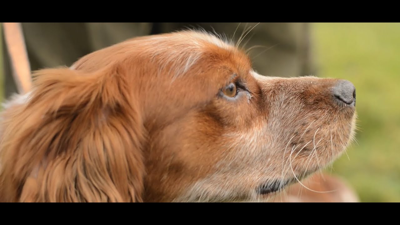 Les Rencontres Saint-Hubert : une passion très forte entre le conducteur et son chien