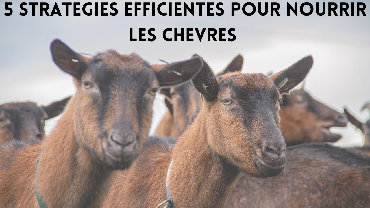 Top 5 stratégies efficientes pour nourrir les chèvres