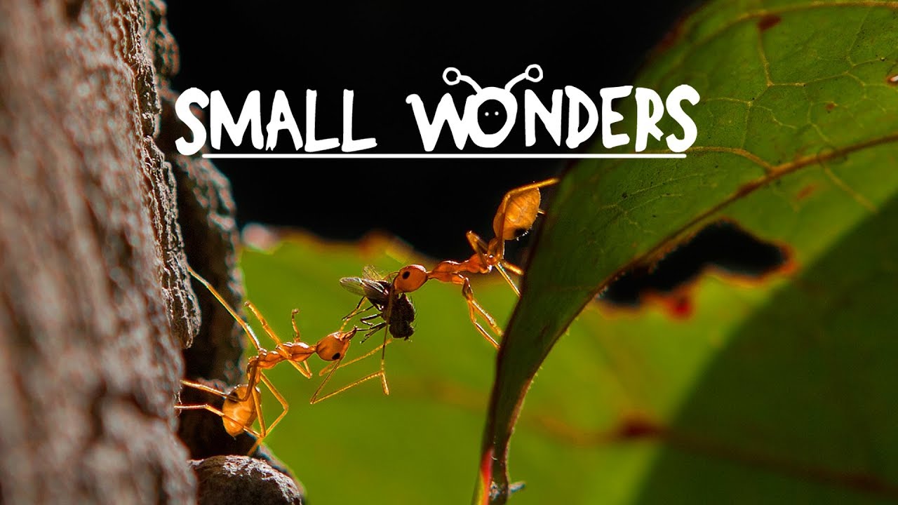 Small Wonders - Insects and Macros Film
