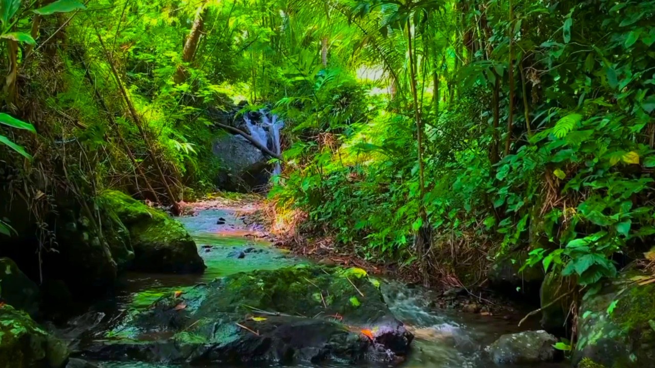 Natural Forest River Sounds with Wild Birds Chirping | Deep Relaxation & Sleep