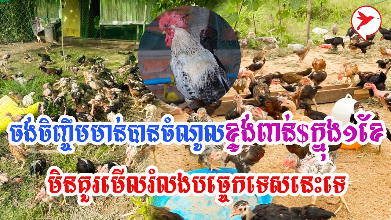ចង់ចិញ្ចឹមមាន់បានចំណូលខ្ទង់ពាន់$ក្នុង១ខែ​ មិនគួរមើលរំលងបច្ចេកទេសនេះទេ