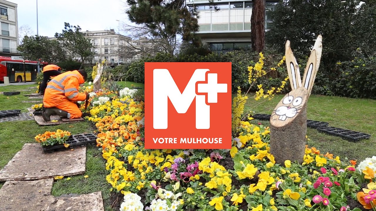 Dans les coulisses du fleurissement de printemps