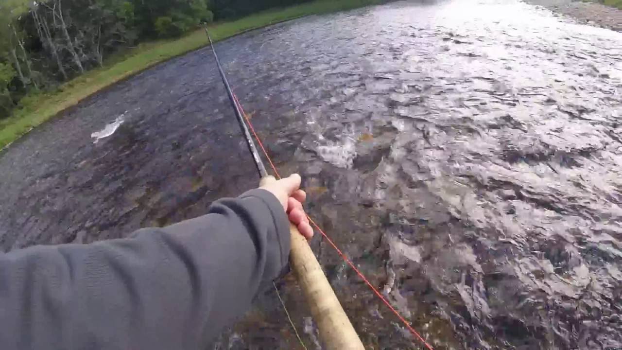 7lb salmon - Ballogie