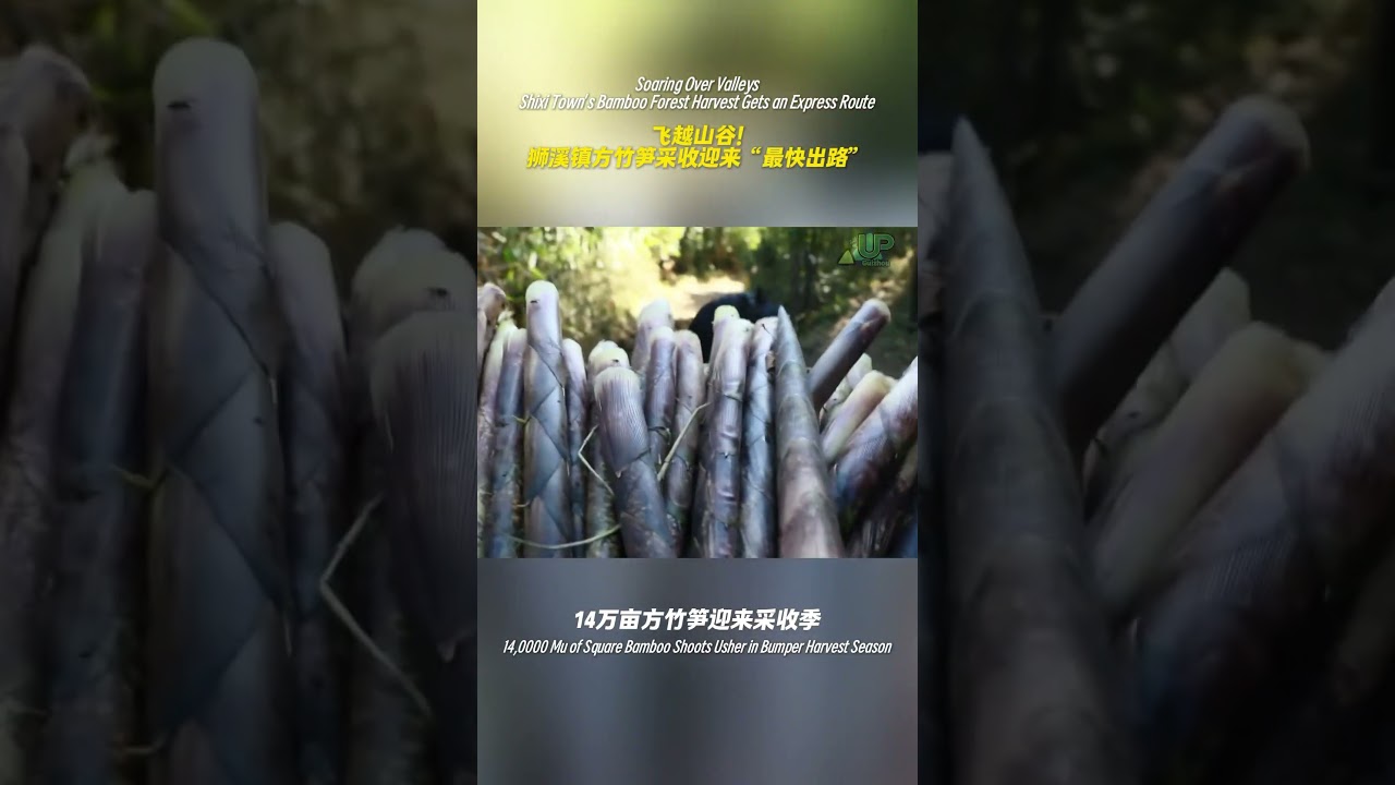 Harvest Diary | Soaring Over Valleys：Shixi Town's Bamboo Forest Harvest Gets an Express Route.