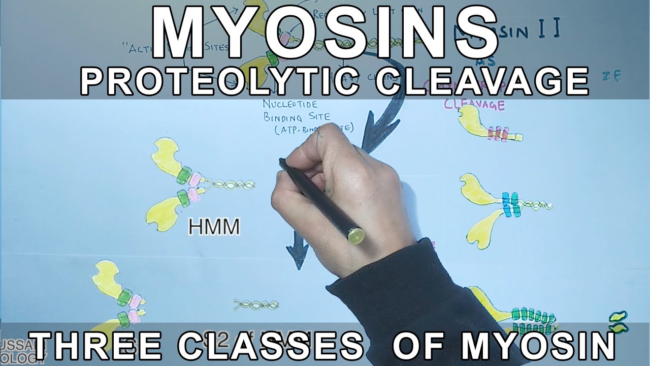 Myosins and its three class | Proteolytic Cleavage