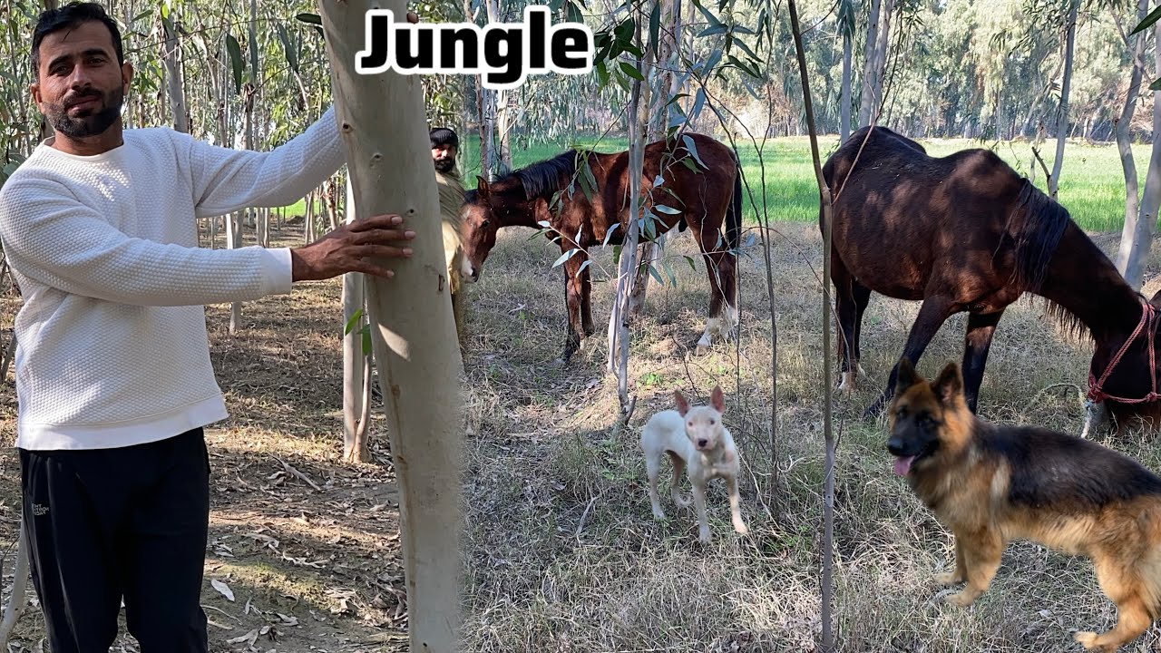 Aj Horse and Dog ko Jungle mai Ly ay 🌳 Dog Jungle mai Ktne Khush ho rahy 😊 Pets Lover in Punjab 