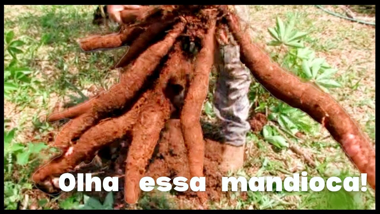 QUER VER O TAMANHO DA MINHA MANDIOCA? YOU WANNA SEE THE SIZE OF MY CASSAVA? 😱 😆