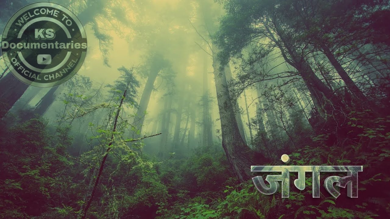 जंगल marathi documentary