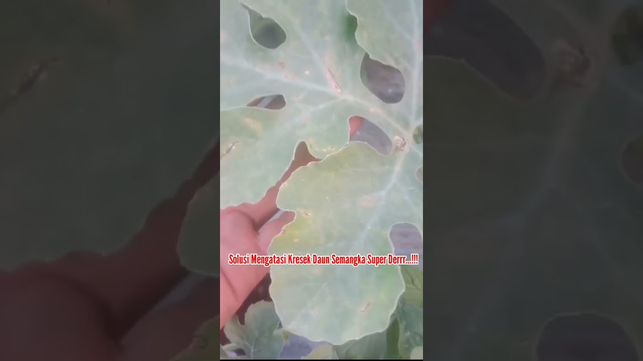 Obat Jamur, Kresek, & Busuk Daun Semangka Super Der Berkekuatan Nano..!!! Rekomendasi Irfan jalur08
